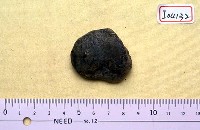 藏品(距骨)的圖片